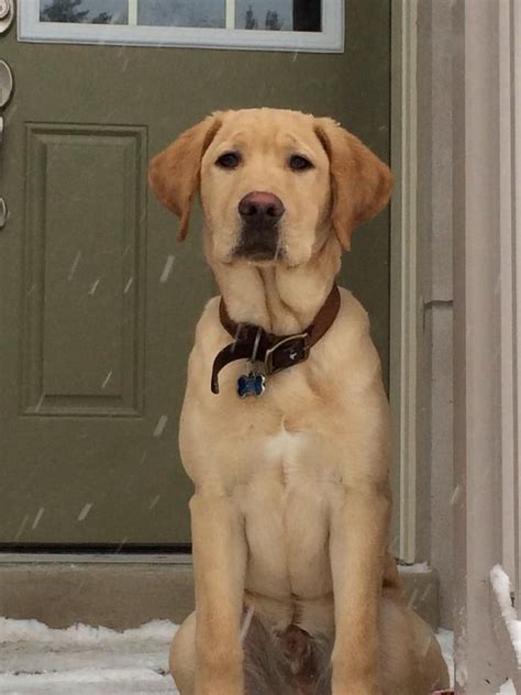 5 month lab|5 month old labradors.